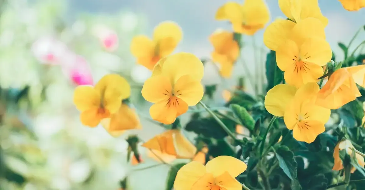 Garten stiefmütterchen steckbrief