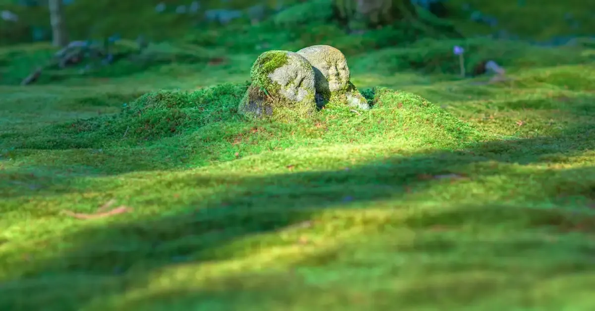 Zen Garten München: Ruheoase und japanische Gartenkunst