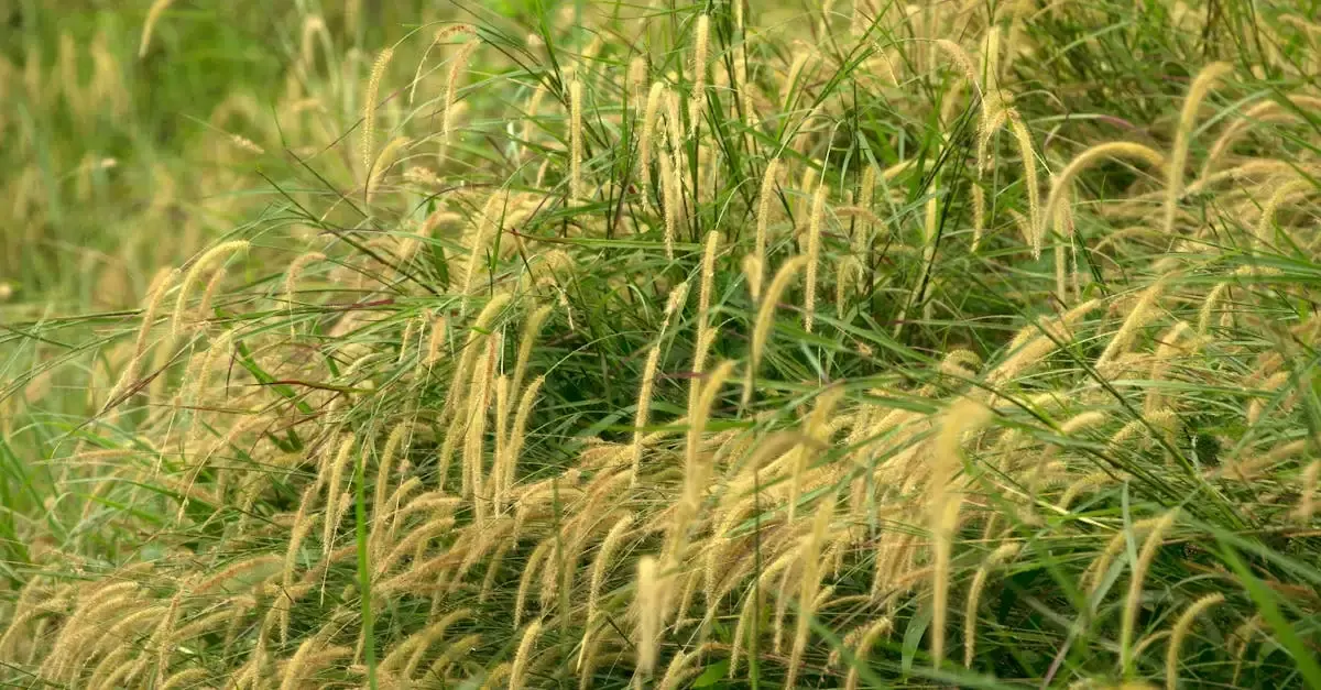 Ziergras im Garten anlegen: Tipps für Ihren Traumgarten